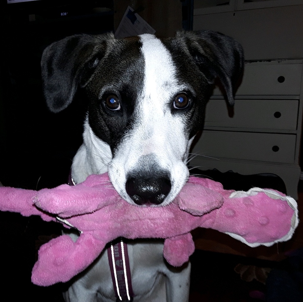 Meet your Posher, Melody